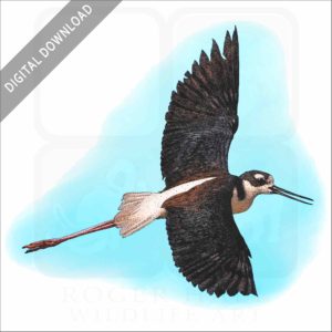 Black-Necked Stilt stock image