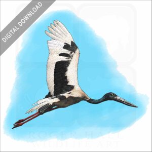 Black-Necked Stork stock image
