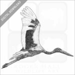 Black-Necked Stork