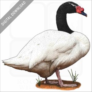 Black-Necked Swan stock image