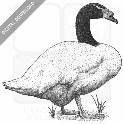 Black-Necked Swan