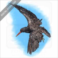 Black Oystercatcher stock image