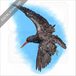 Black Oystercatcher stock image