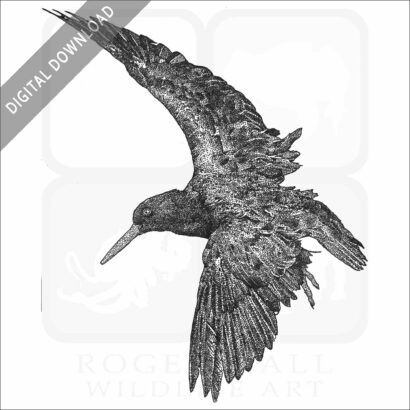 Black Oystercatcher