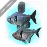 Black Phantom Tetras stock image