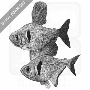 Black Phantom Tetras