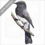 Black Phoebe stock image