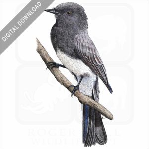 Black Phoebe stock image