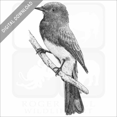 Black Phoebe