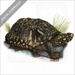 Black Pond Turtle stock image