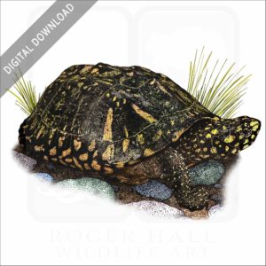 Black Pond Turtle stock image