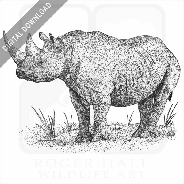 Black Rhinoceros