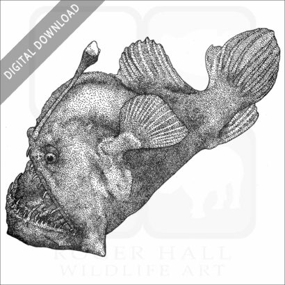 Black Seadevil