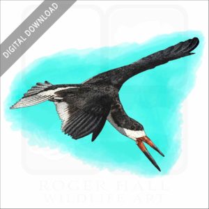 Black Skimmer stock image