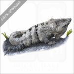 Black Spiny-Tailed Iguana stock image