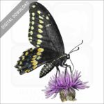 Black Swallowtail Butterfly stock image