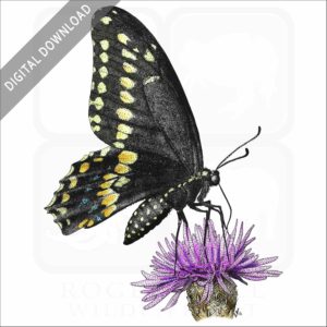 Black Swallowtail Butterfly stock image