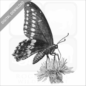 Black Swallowtail Butterfly