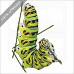 Black Swallowtail Caterpillar stock image