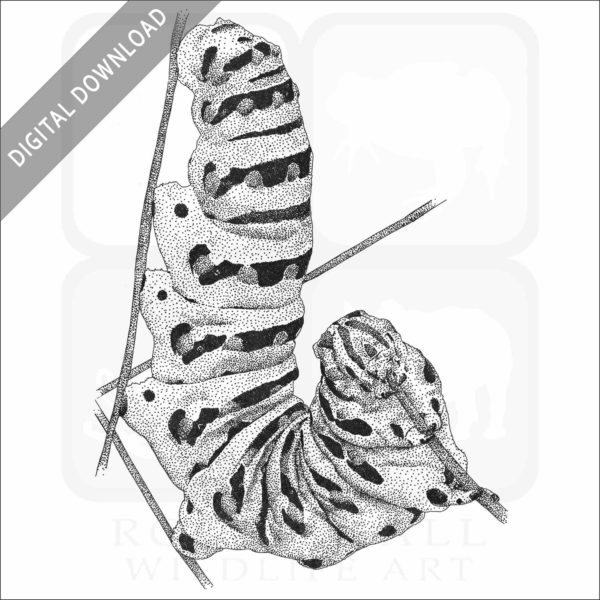 Black Swallowtail Caterpillar