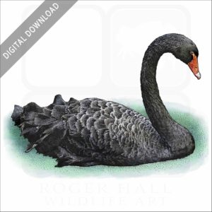 Black Swan stock image