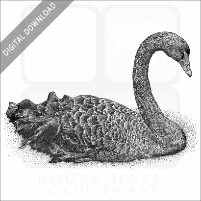Black Swan