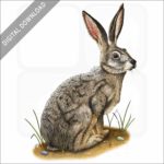 Black-Tailed Jackrabbit stock image