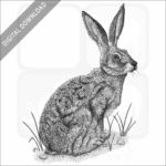 Black-Tailed Jackrabbit