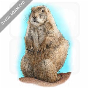 Black-Tailed Prairie Dog stock image