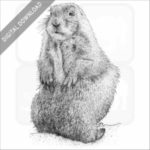 Black-Tailed Prairie Dog