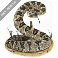 Black-Tailed Rattlesnake