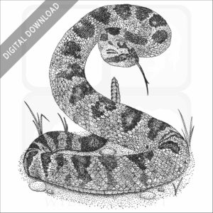 Black-Tailed Rattlesnake