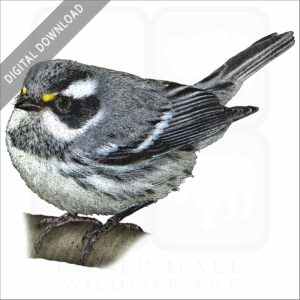 Black-Throated Gray Warbler stock image
