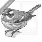 Black-Throated Gray Warbler