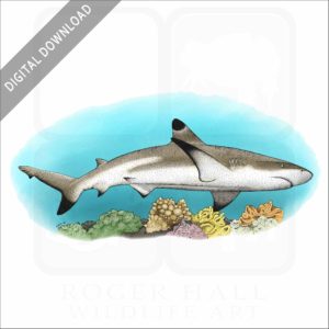 Black-Tipped Reef Shark stock image