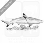 Black-Tipped Reef Shark
