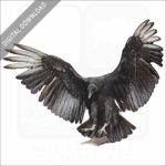 Black Vulture stock image
