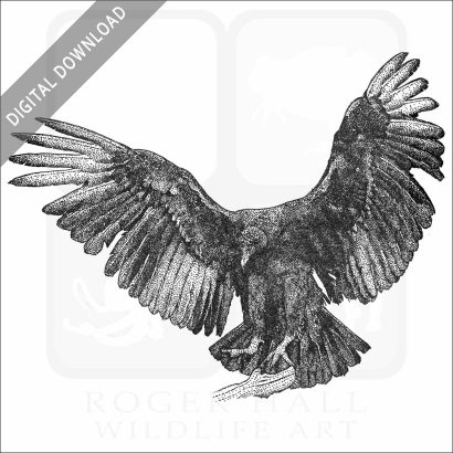 Black Vulture