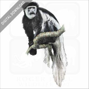 Black-and-white colobus stock image