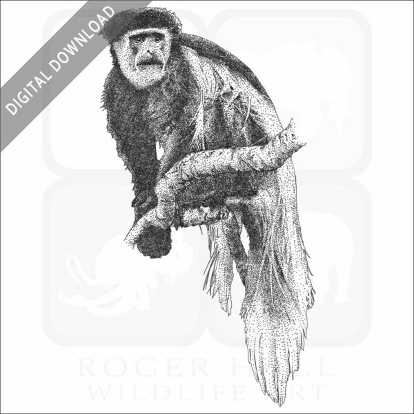 Black-and-white colobus