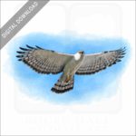 Black & White Hawk Eagle stock image