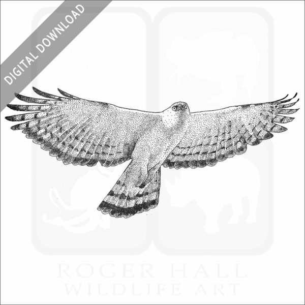 Black & White Hawk Eagle