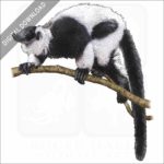 Black & White Ruffed Lemur illustration
