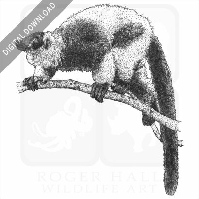 Black & White Ruffed Lemur
