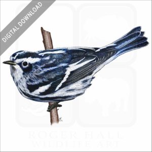 Black & White Warbler stock image