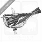Black & White Warbler
