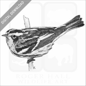 Black & White Warbler
