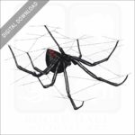 Black Widow Spider stock image