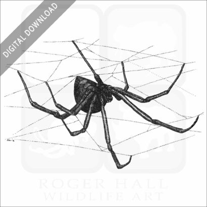 Black Widow Spider