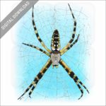 Black & Yellow Garden Spider stock image